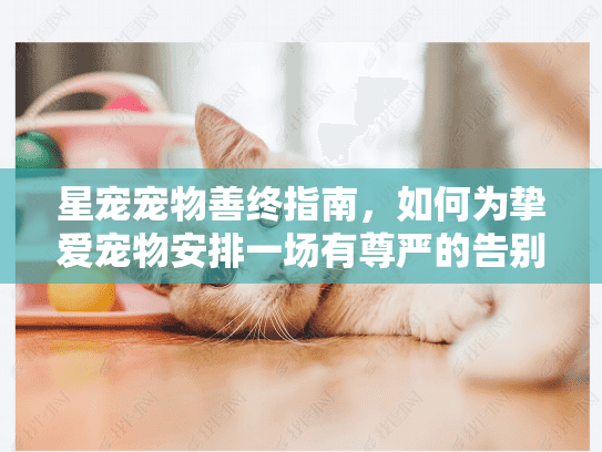 星宠宠物善终指南，如何为挚爱宠物安排一场有尊严的告别？