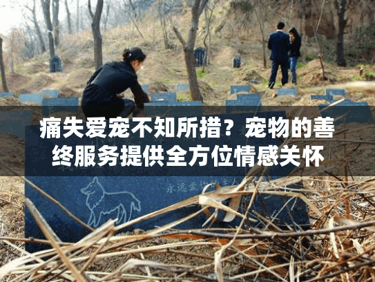 痛失爱宠不知所措？宠物的善终服务提供全方位情感关怀