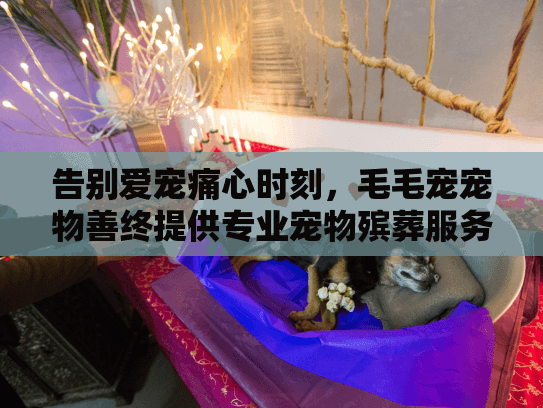 告别爱宠痛心时刻，毛毛宠宠物善终提供专业宠物殡葬服务解决方案
