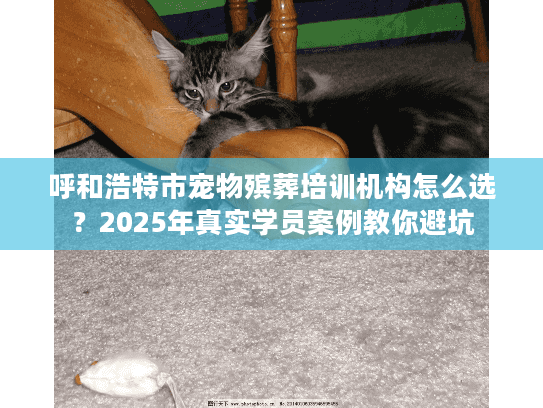 呼和浩特市宠物殡葬培训机构怎么选？2025年真实学员案例教你避坑