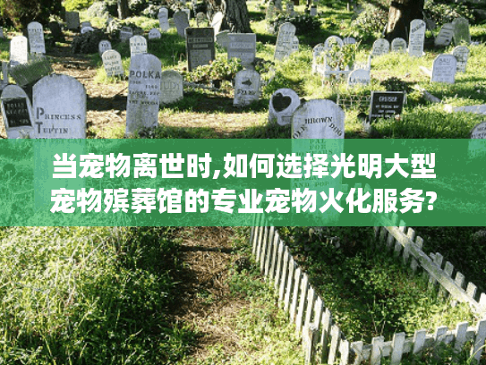 当宠物离世时,如何选择光明大型宠物殡葬馆的专业宠物火化服务?