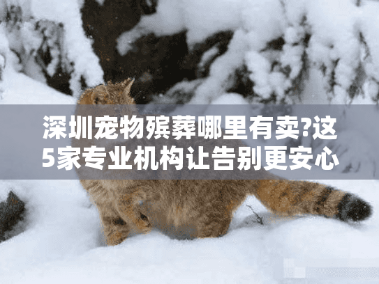 深圳宠物殡葬哪里有卖?这5家专业机构让告别更安心