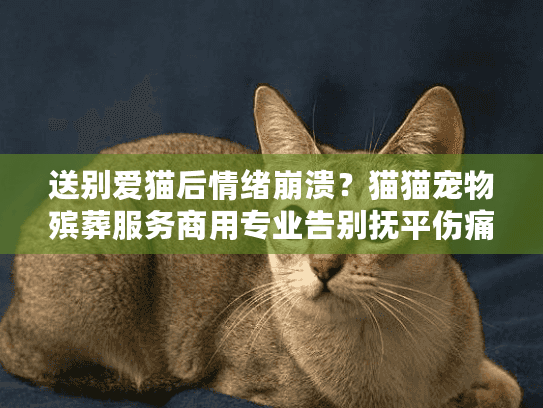 送别爱猫后情绪崩溃？猫猫宠物殡葬服务商用专业告别抚平伤痛