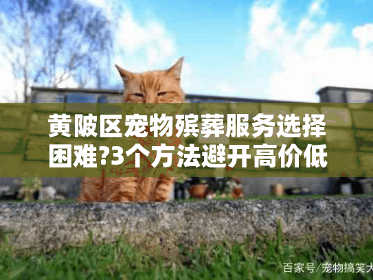 黄陂区宠物殡葬服务选择困难?3个方法避开高价低质陷阱