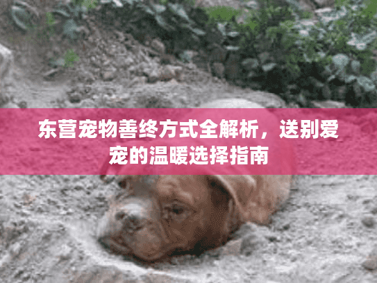 东营宠物善终方式全解析，送别爱宠的温暖选择指南