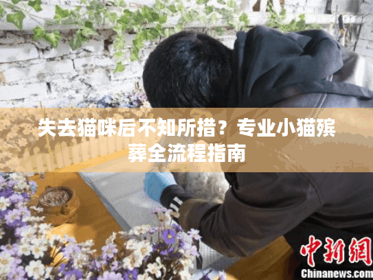 失去猫咪后不知所措？专业小猫殡葬全流程指南
