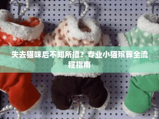 失去猫咪后不知所措？专业小猫殡葬全流程指南