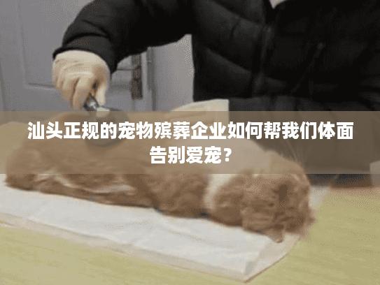 汕头正规的宠物殡葬企业如何帮我们体面告别爱宠？