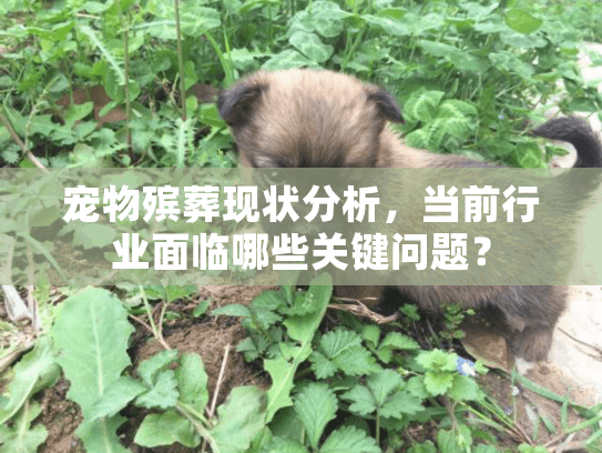 宠物殡葬现状分析，当前行业面临哪些关键问题？