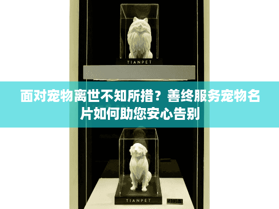 面对宠物离世不知所措？善终服务宠物名片如何助您安心告别