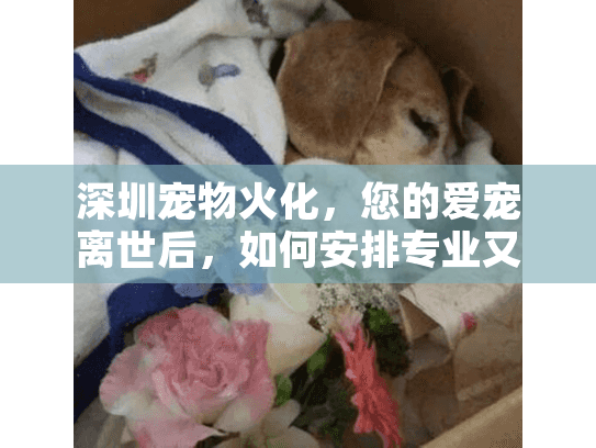深圳宠物火化，您的爱宠离世后，如何安排专业又安心的服务？