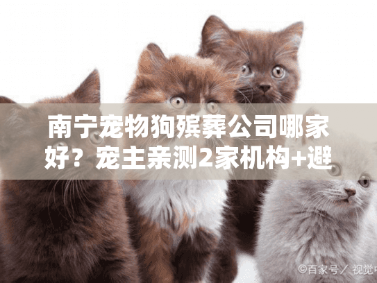 南宁宠物狗殡葬公司哪家好？宠主亲测2家机构+避坑细节