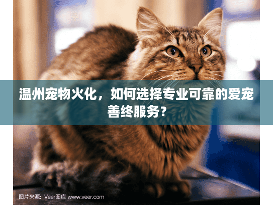 温州宠物火化，如何选择专业可靠的爱宠善终服务？
