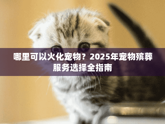 哪里可以火化宠物？2025年宠物殡葬服务选择全指南