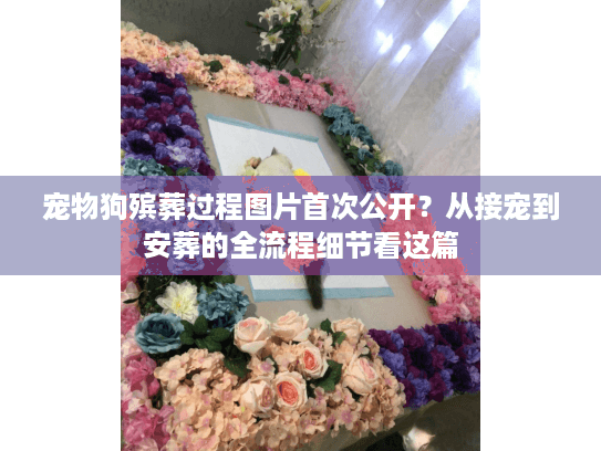 宠物狗殡葬过程图片首次公开？从接宠到安葬的全流程细节看这篇