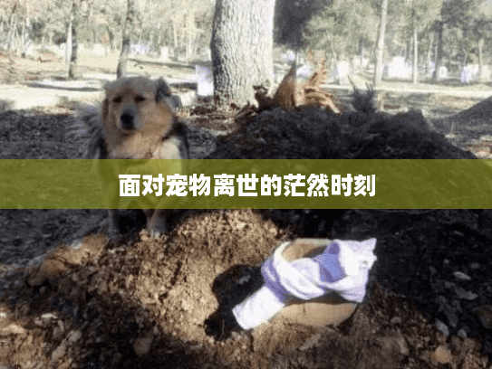 面对宠物离世的茫然时刻