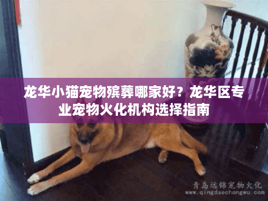 龙华小猫宠物殡葬哪家好？龙华区专业宠物火化机构选择指南