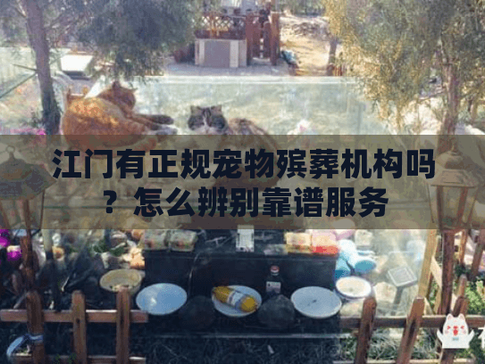 江门有正规宠物殡葬机构吗？怎么辨别靠谱服务