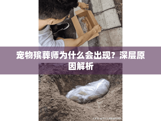 宠物殡葬师为什么会出现？深层原因解析