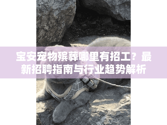 宝安宠物殡葬哪里有招工？最新招聘指南与行业趋势解析