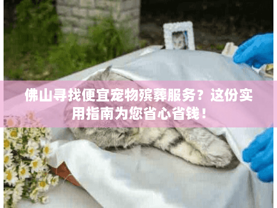 佛山寻找便宜宠物殡葬服务？这份实用指南为您省心省钱！