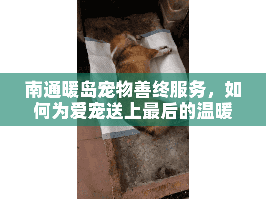 南通暖岛宠物善终服务，如何为爱宠送上最后的温暖告别