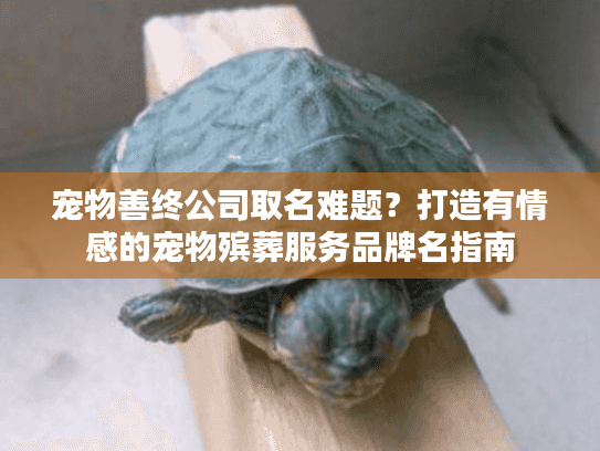 宠物善终公司取名难题?打造有情感的宠物殡葬服务品牌名指南