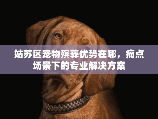 姑苏区宠物殡葬优势在哪，痛点场景下的专业解决方案