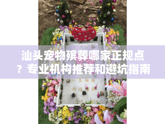 汕头宠物殡葬哪家正规点？专业机构推荐和避坑指南