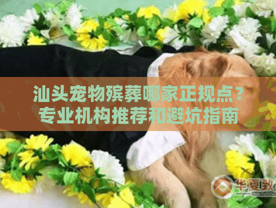 汕头宠物殡葬哪家正规点？专业机构推荐和避坑指南