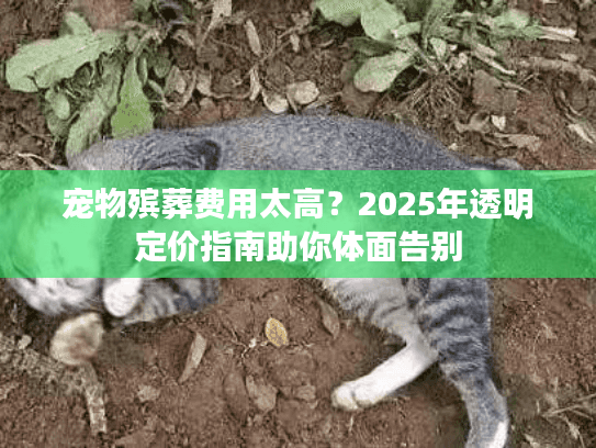 宠物殡葬费用太高？2025年透明定价指南助你体面告别