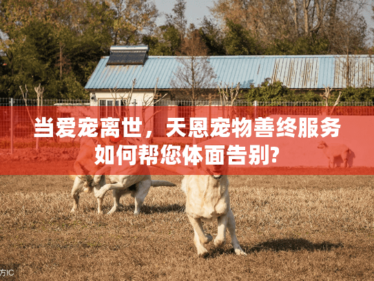 当爱宠离世，天恩宠物善终服务如何帮您体面告别?