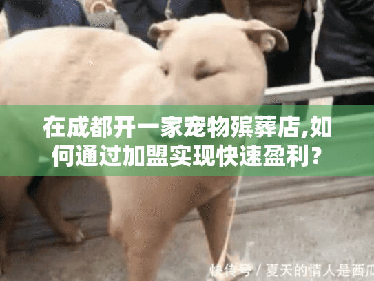 在成都开一家宠物殡葬店,如何通过加盟实现快速盈利？