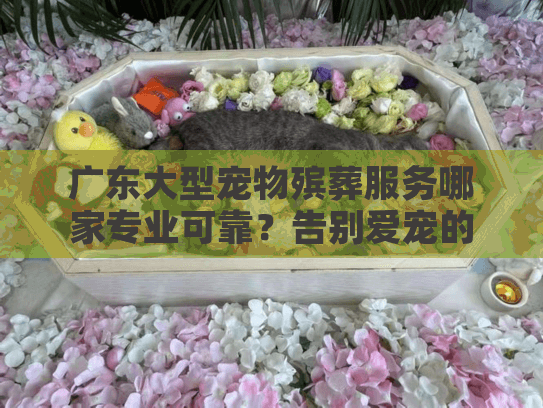 广东大型宠物殡葬服务哪家专业可靠？告别爱宠的暖心指南