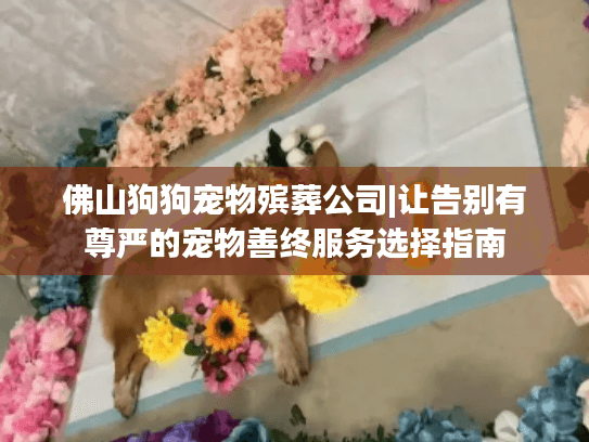 佛山狗狗宠物殡葬公司|让告别有尊严的宠物善终服务选择指南