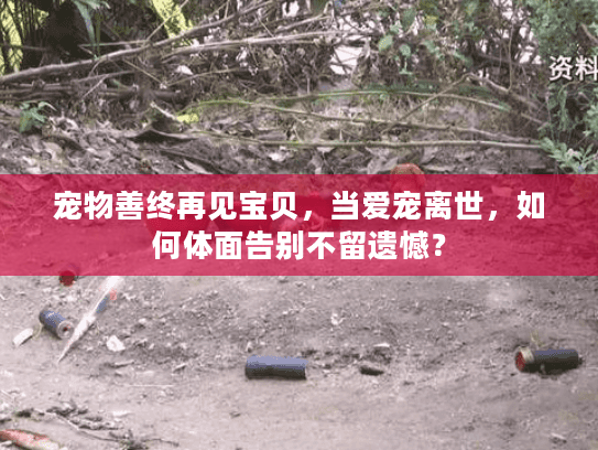 宠物善终再见宝贝，当爱宠离世，如何体面告别不留遗憾？