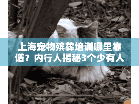 上海宠物殡葬培训哪里靠谱？内行人揭秘3个少有人知的选校标准
