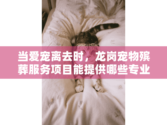 当爱宠离去时，龙岗宠物殡葬服务项目能提供哪些专业善终方案？