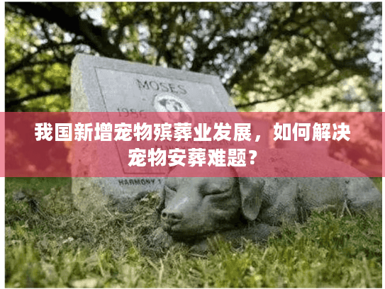 我国新增宠物殡葬业发展，如何解决宠物安葬难题？