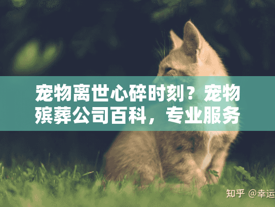 宠物离世心碎时刻？宠物殡葬公司百科，专业服务选择指南