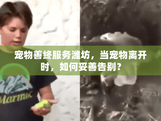 宠物善终服务潍坊，当宠物离开时，如何妥善告别？