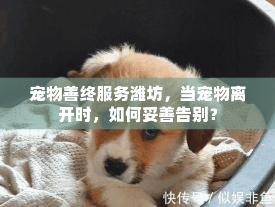 宠物善终服务潍坊，当宠物离开时，如何妥善告别？