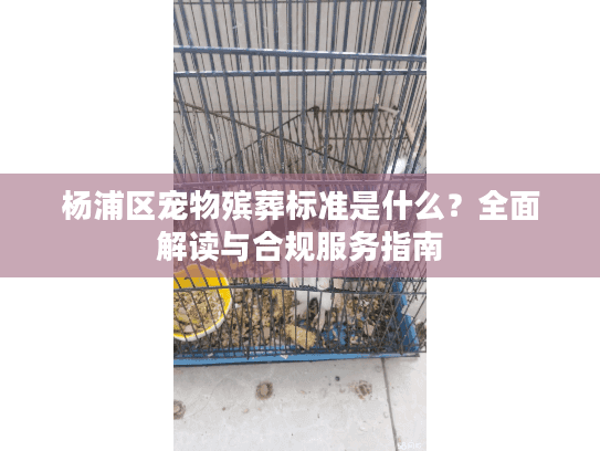 杨浦区宠物殡葬标准是什么？全面解读与合规服务指南
