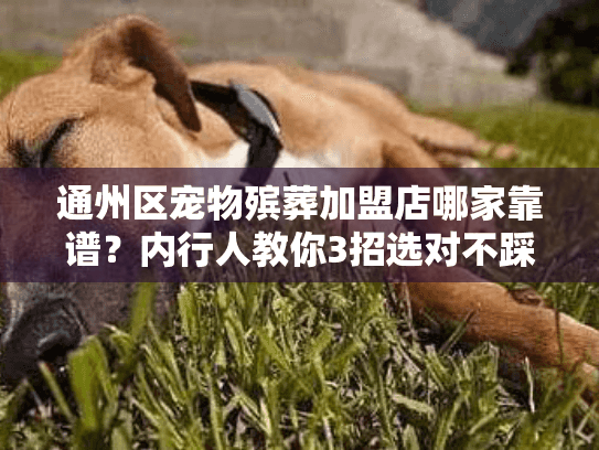 通州区宠物殡葬加盟店哪家靠谱？内行人教你3招选对不踩雷
