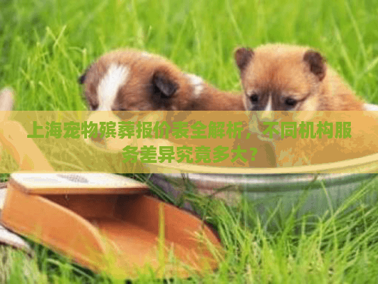 上海宠物殡葬报价表全解析，不同机构服务差异究竟多大？
