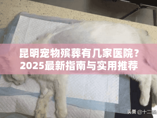昆明宠物殡葬有几家医院？2025最新指南与实用推荐