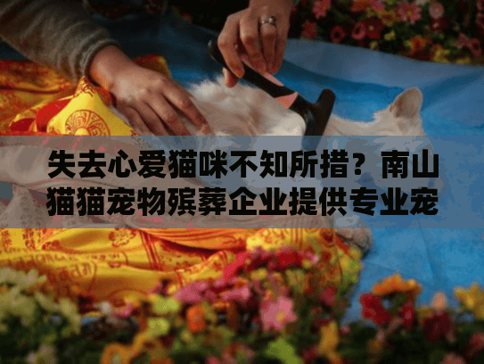 失去心爱猫咪不知所措？南山猫猫宠物殡葬企业提供专业宠物火化服务