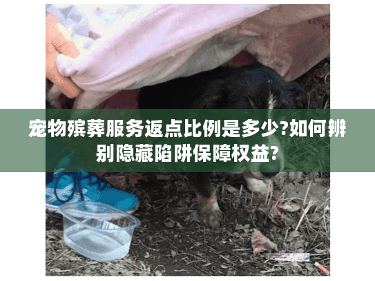 宠物殡葬服务返点比例是多少?如何辨别隐藏陷阱保障权益?