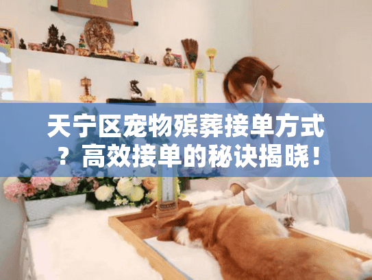 天宁区宠物殡葬接单方式？高效接单的秘诀揭晓！