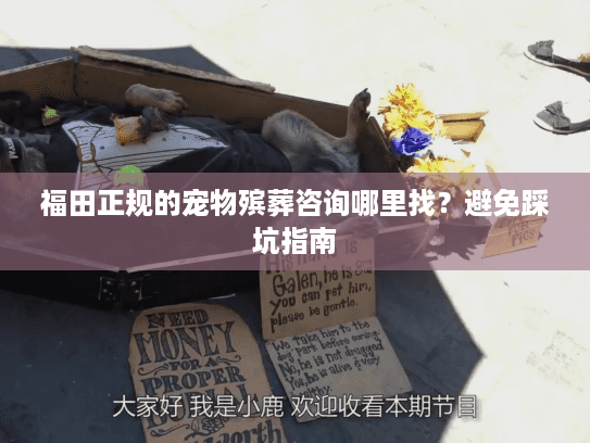 福田正规的宠物殡葬咨询哪里找？避免踩坑指南